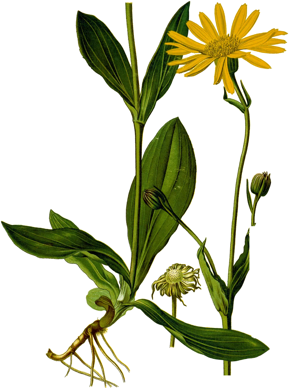 Arnika mit Wurzel, Blättern und Blüte, botanische Tafel
