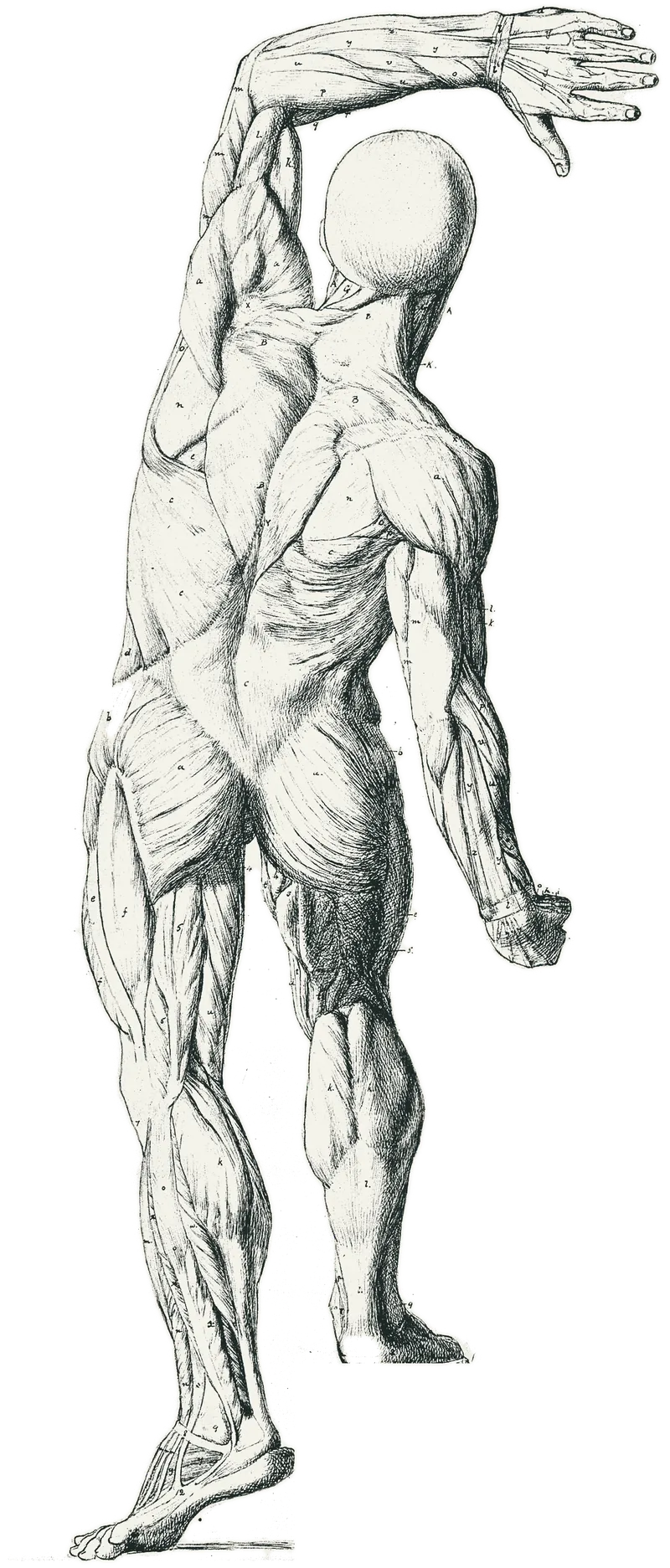 Anatomische Figur, Kupferstich um 1874, wie auf der Visitenkarte der Praxis