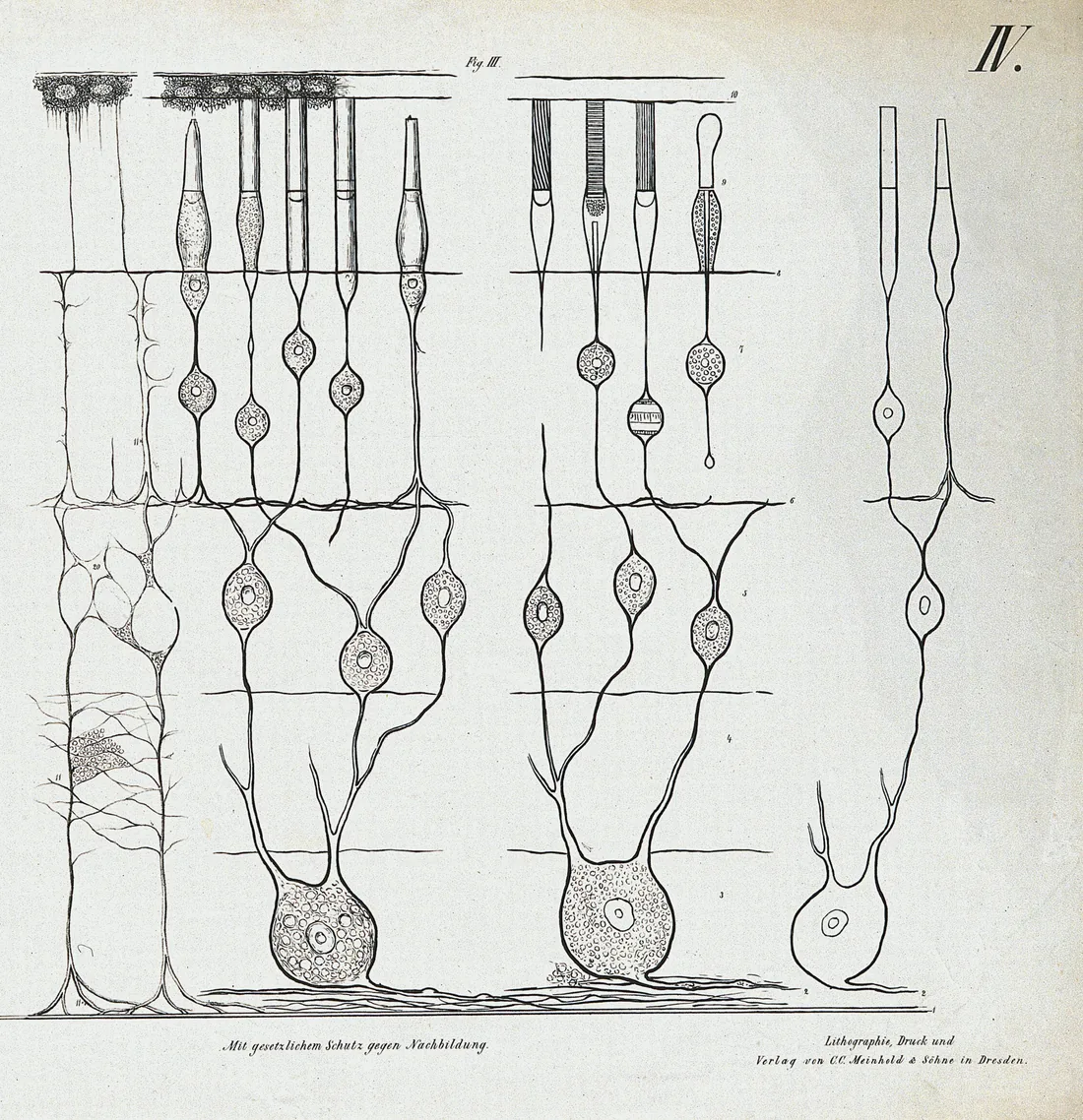 Schichten der Netzhaut im Querschnitt, Lithografie